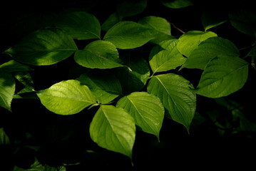 Green leaves in the summer forest
