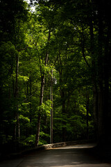 Green leaves in the summer forest