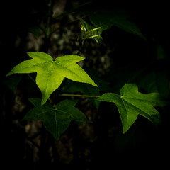 Green leaves in the summer forest