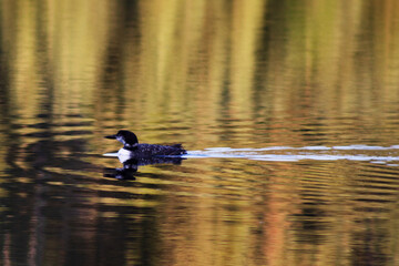 loon