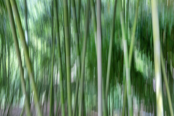 Bamboo forest natural creative motion background, photo created by intentional camera movement