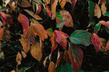 selective focus on multicolored foliage. a background of leaves at sunset. leaves of a tree about to change color