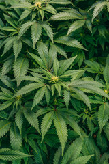 Fototapeta na wymiar cannabis 