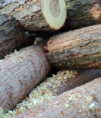Wallpaper of sawn firewood and pieces of wood