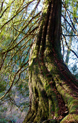Large Tree Trunk and Sunlight