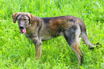 Naklejka na ściany i meble dog portrait close up photo on green grass background