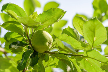 Apple tree and green apple, Young fruits of apple, on the branch