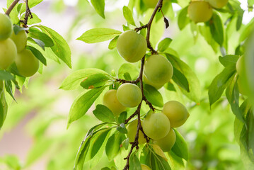 Young fruits of a Japanese plum tree, on the branch