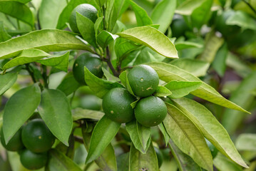 Young fruits of satsuma orange, on the branch