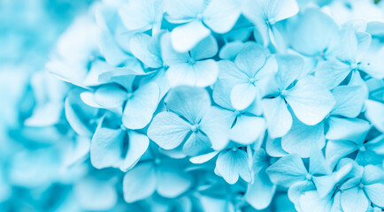 Spring Rain Hydrangea. Light soft blue Hydrangea, Hydrangea macrophylla or Hortensia flower....