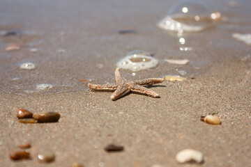 Starfish (species Asterias rubens) with shingle, view close-up on a coastal sea sand after the tide. The Bay of Biscay, Atlantic coast of France.