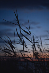 Fototapeta premium Grass silhouette against sunset sky