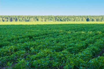 View of a field with rows of planted and ripening potatoes in the countryside. Agriculture, food...