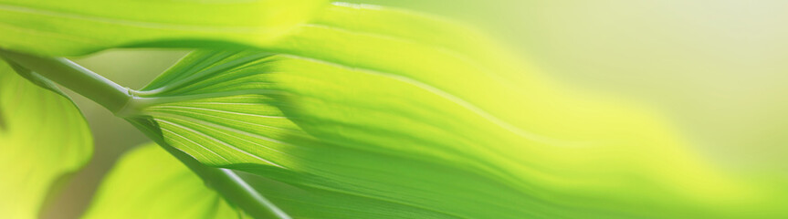 Plant background, green leaf plant in the morning spring forest, selective focus. Horizontal blurred banner with copy space for text