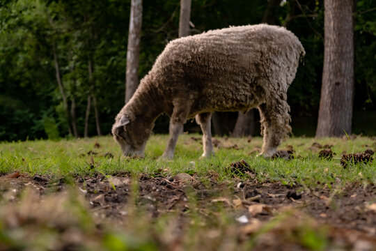 Sheep In Colonial Williamsburg Field.