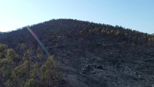 Izmir, Turkey - July 23, 2022: Aerial top view aftermath the forest fire at Derya site Seferihisar Doganbey Turkey