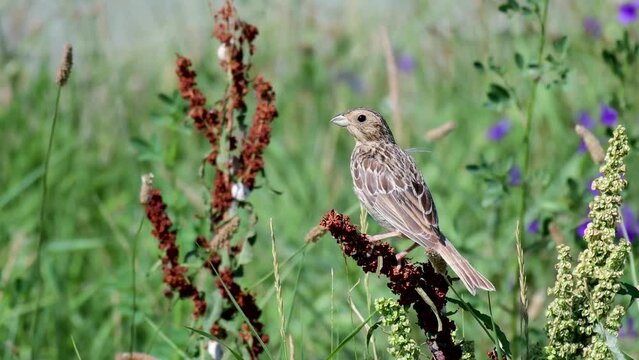 Corn bunting Miliaria calandra sitting on a branch.