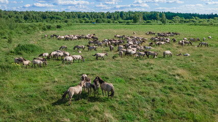 Aerial view of Tarpan horses in nature. Wild horses. Wildlife and nature background. Herd of wild horses Tarpan on the pasture.