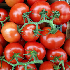 Tomaten (Solanum lycopersicum) im Gemüsegeschäft