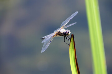 Vierfleck (Libellula quadrimaculata)