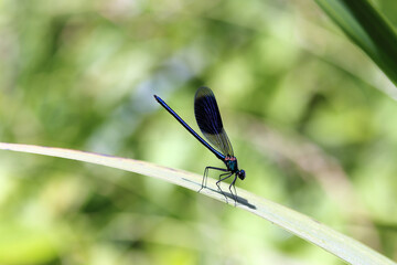 Gebänderte Prachtlibelle (Calopteryx splendens) - Männchen