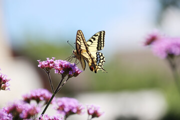 Schwalbenschwanz (Papilio machaon) auf einer Verbene