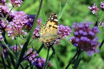 Distelfalter (Vanessa cardui)  auf einer Verbene