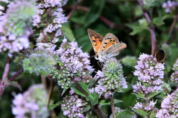 Kleine Feuerfalter (Lycaena phlaeas) auf einer Minze (Mentha)