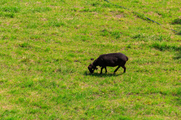 Black sheep grazing on a green alpine meadow