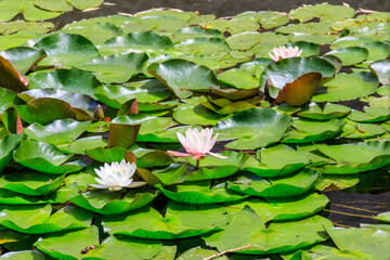 Beautiful water lily (Nymphaea) in a lake - obrazy, fototapety, plakaty