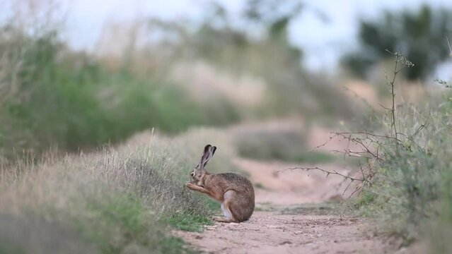 European hare Lepus europaeus, also known as the brown hare, are standing on a country road, and cleans fur.