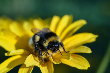 Bee close-up sit on a yellow flower. Macro photo. International bee day.