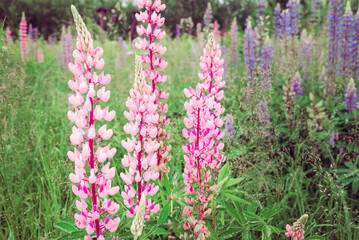 Lupinus