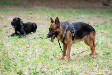 Beautiful German Shepherd in the park for a walk.