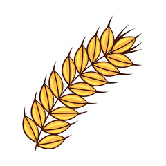 Fototapeta premium barley ear spike