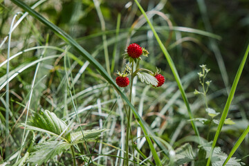 Obraz premium Small red ripe wild strawberries growing in nature. Wild strawberry plants in grass during summer.