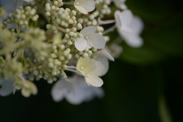 Wedding Invitation, save the date, thank you, RSVP card Design template. Purple Hydrangea flowers with greenery. Dandelion fluffy seed ball
flowering hydrangea, white flowers hydrangea paniculata
