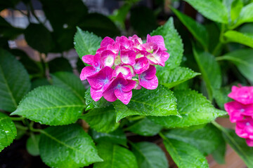 Beauty in nature. Large purple hydrangea flowers after rain