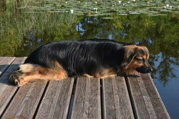 pies leżacy na drewniany pomoście nad jeziorem