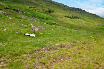 Fototapeta na wymiar sheep grazing in the meadows of Scottish mountains in the Trossachs National Park in Scotland. Beautiful green Scottish summer mountainous landscape