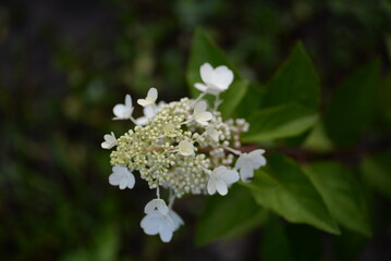 Wedding Invitation, save the date, thank you, RSVP card Design template. Purple Hydrangea flowers with greenery. Dandelion fluffy seed ball
flowering hydrangea, white flowers hydrangea paniculata
