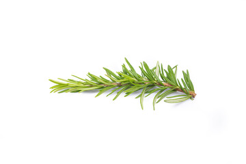 Rosemary branch on the white background