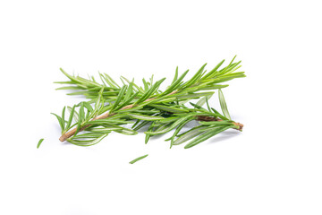 Rosemary branch on the white background