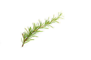 Rosemary branch on the white background