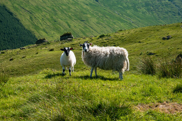 sheep grazing in the meadows of Scottish mountains in the Trossachs National Park in Scotland....