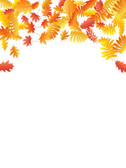 Oak, maple, wild ash rowan leaves vector, autumn foliage on white background.