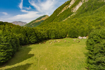 Montenegro. Prokletiye National Park. Mountain range. A herd of cows is grazing in the pasture....