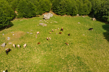 Montenegro. Prokletiye National Park. Mountain range. A herd of cows is grazing in the pasture. Drone. Aerial view