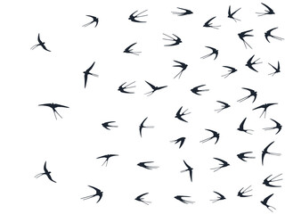 Flying swallow birds silhouettes vector illustration. Nomadic martlets bevy isolated on white.