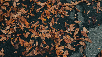 an autumn background with tree leaves on the road. top view on tree leaves in autumn on asphalt. color grading